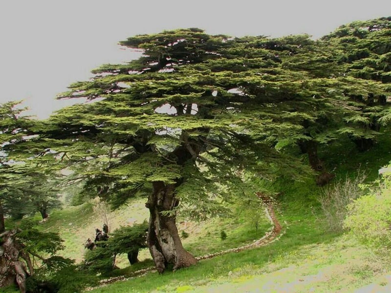 معروف ترین درختان در جهان